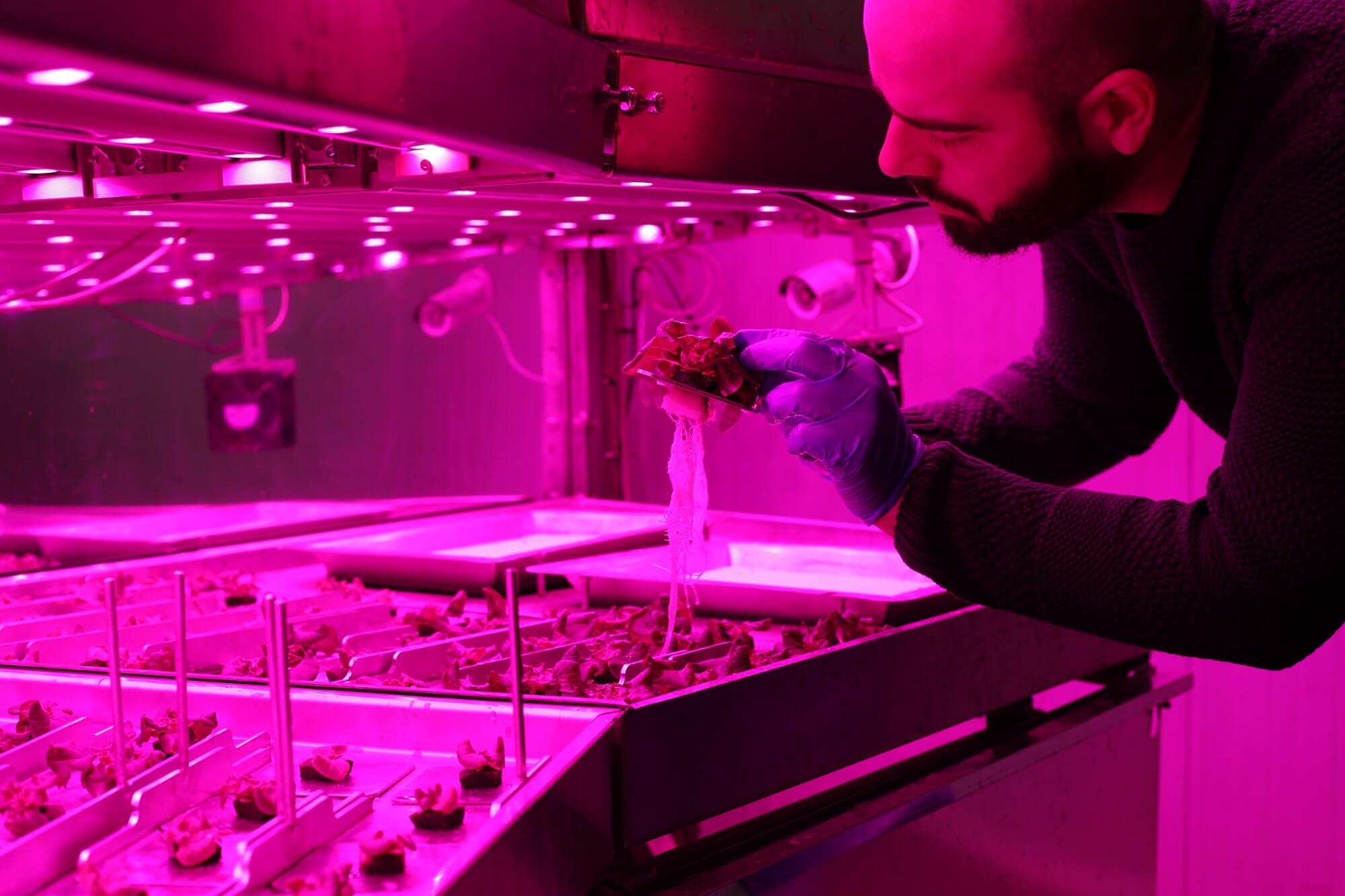 image of hydroponic cultivation