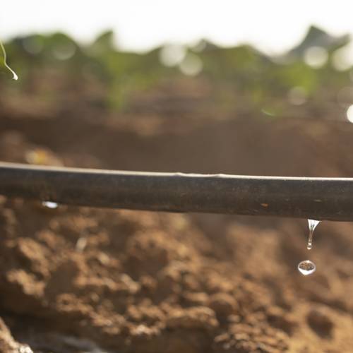 This is how the agricultural sector saves water